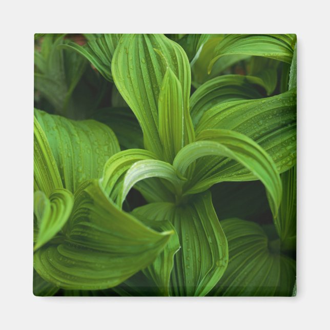 Dewdrops on a False Helabore Magnet (Front)