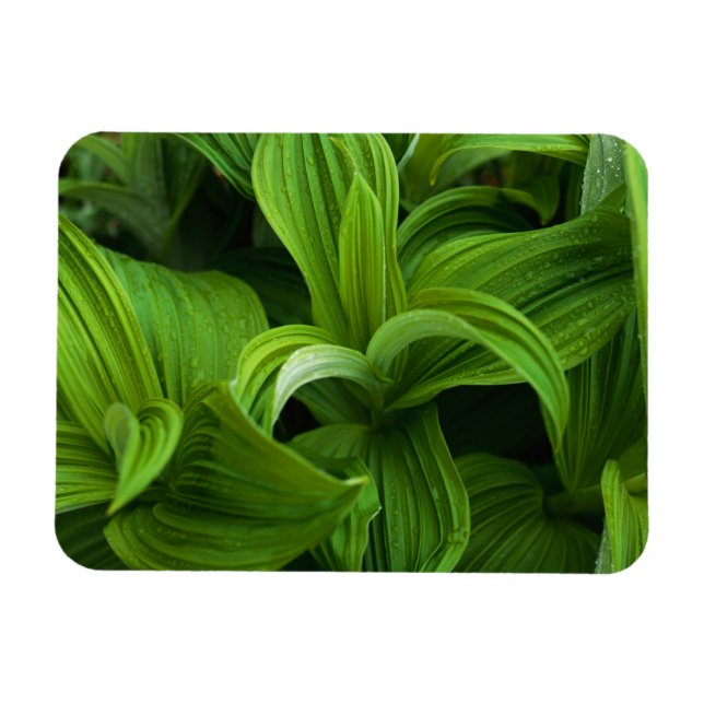 Dewdrops on a False Helabore Magnet (Horizontal)