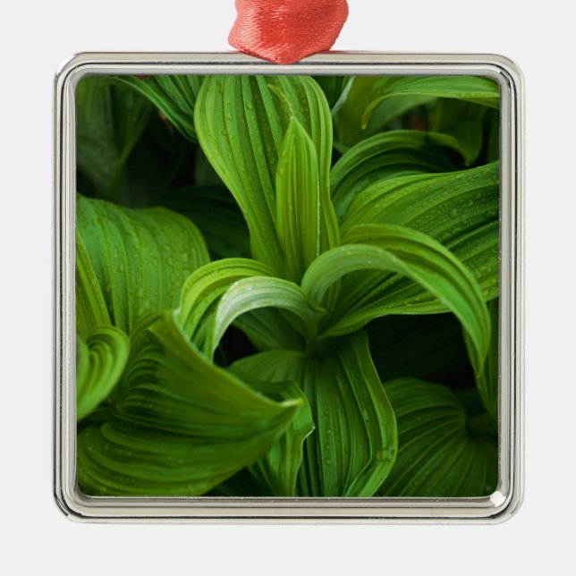 Dewdrops on a False Helabore Metal Ornament (Front)