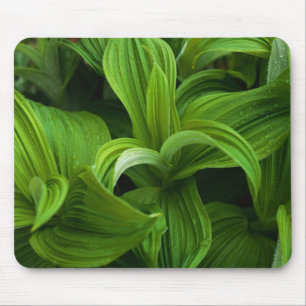Dewdrops on a False Helabore Mouse Pad