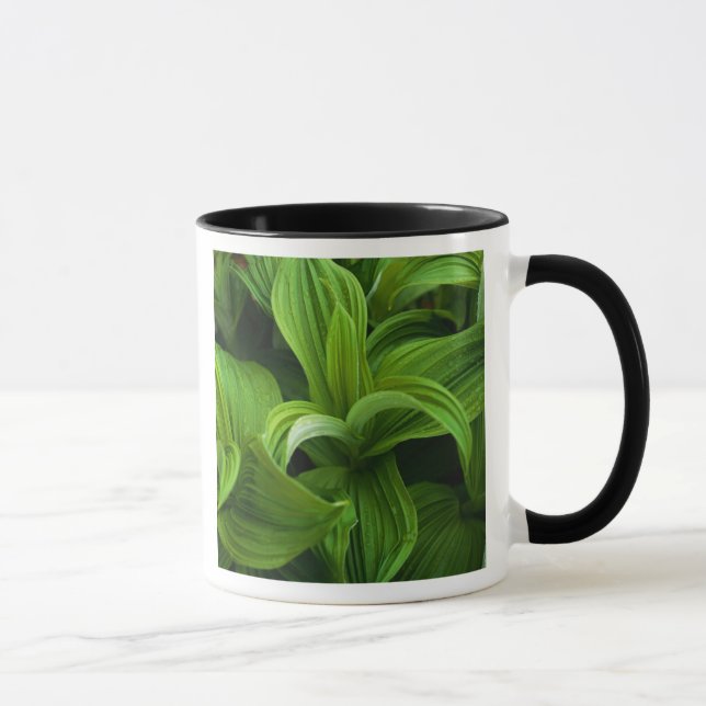 Dewdrops on a False Helabore Mug (Right)