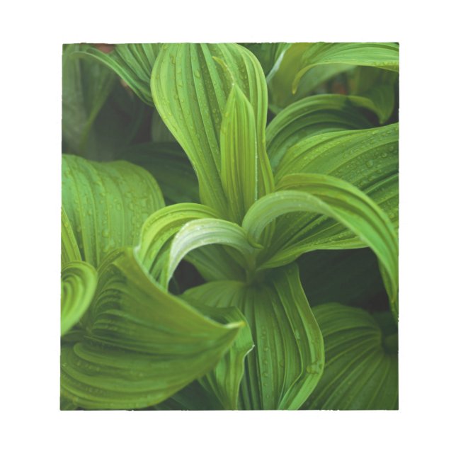 Dewdrops on a False Helabore Notepad (Front)