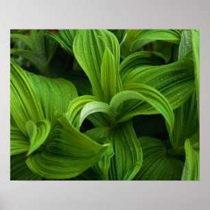 Dewdrops on a False Helabore Poster