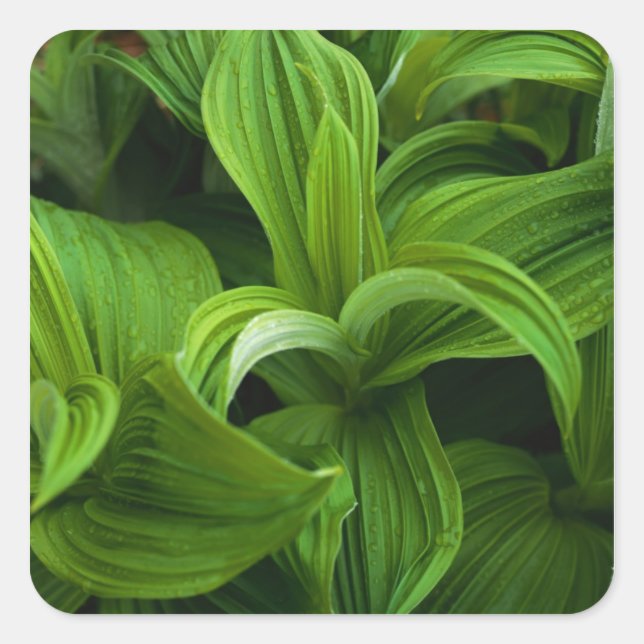 Dewdrops on a False Helabore Square Sticker (Front)