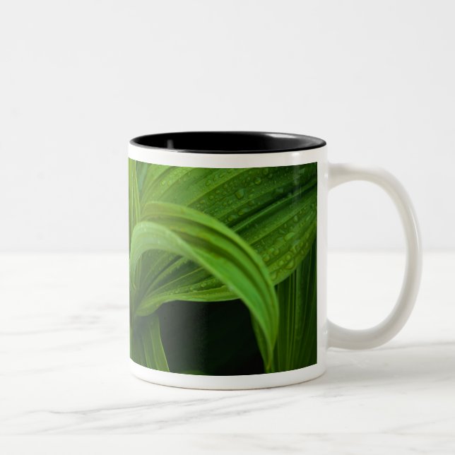 Dewdrops on a False Helabore Two-Tone Coffee Mug (Right)