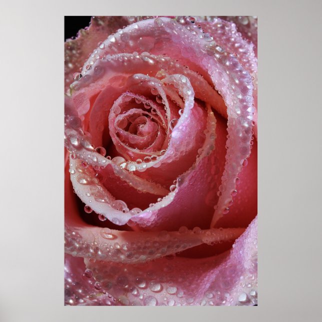 Dewdrops On Dusky Pink Rose Poster (Front)