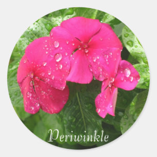 Dewdrops on Periwinkle Stickers