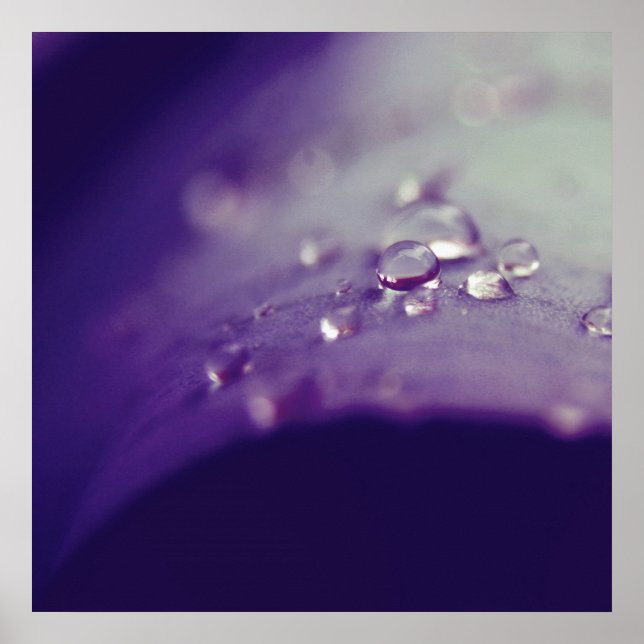 Dewdrops on Purple Green Leaf Macro Abstract Poster (Front)