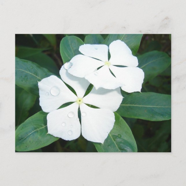 Dewdrops on White Postcard (Front)