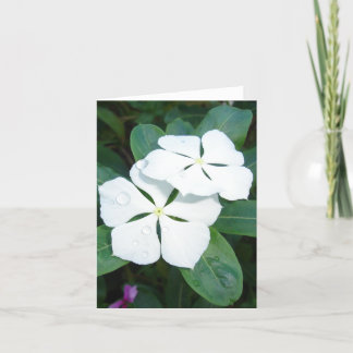 Dewdrops on White v2 Card