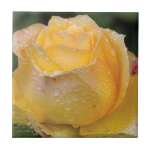 Dewdrops on Yellow Rose - Ceramic Tile