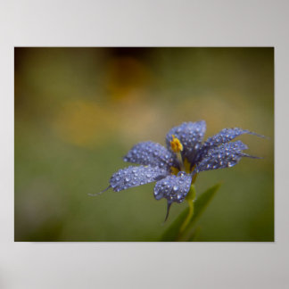 Dewy Blue-Eyed Poster