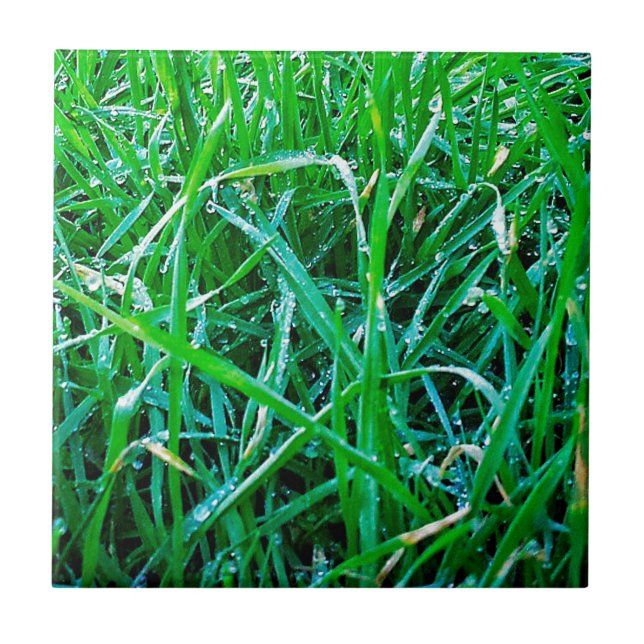 Dewy Grass Ceramic Tile (Front)