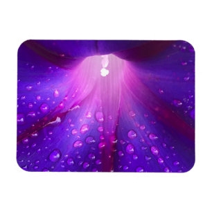 Dewy Morning Glory Magnet