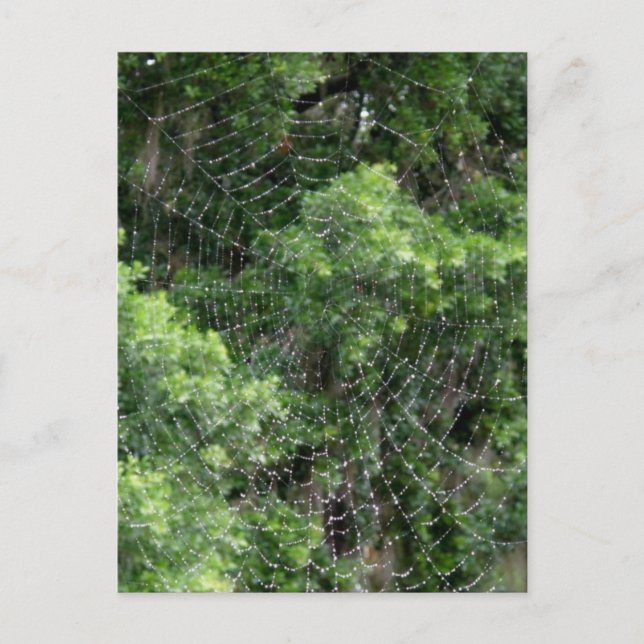 Dewy Spider Web Postcard (Front)