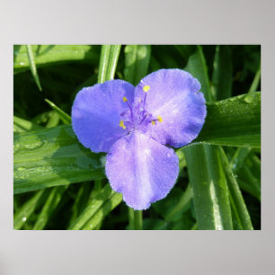 Dewy Trillium Spring Wildflower Poster
