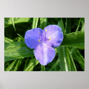 Dewy Trillium Spring Wildflower Poster
