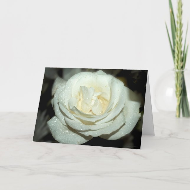 Dewy white rose - blank greeting card (Front)
