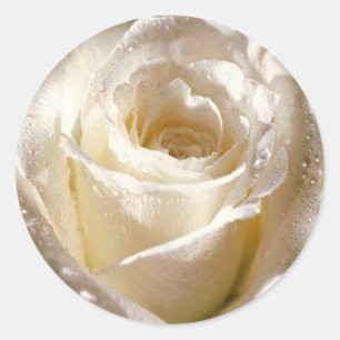 dewy white rose sticker