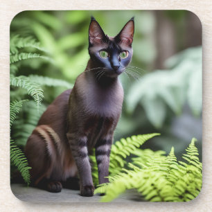 Dexter The Black Siamese Cat, Coasters