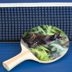 Dexter The Black Siamese Cat, Ping Pong Paddle