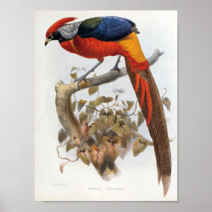 DG Elliot - Hybrid Pheasant Portfolio Poster