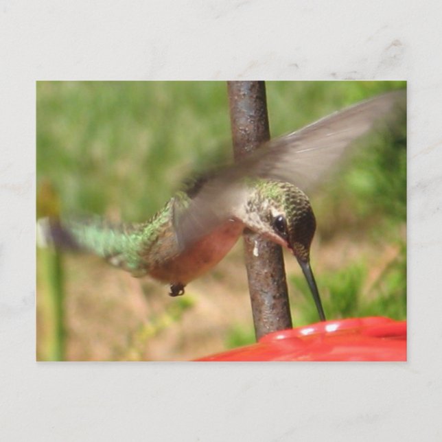 DG- Hummer postcard (Front)