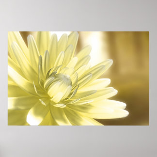 Dhalia Poster