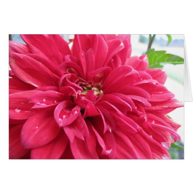 dhalia surviving the drought (Front Horizontal)