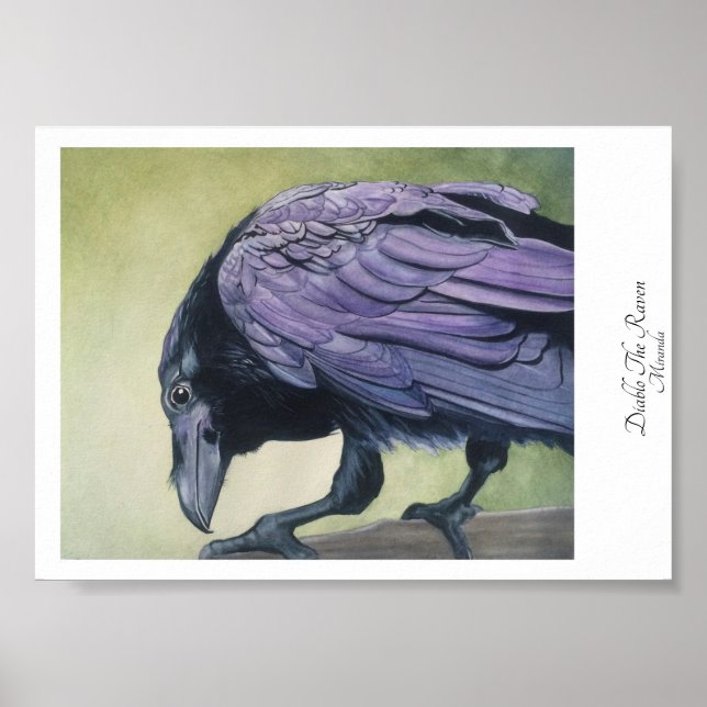 Diablo The Crow Black Raven Art Print Miranda (Front)
