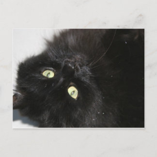 Diabola The Devil's Cat Postcard
