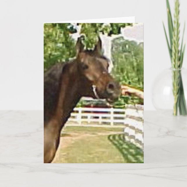 Diadhems Aziza Holiday Card (Front)