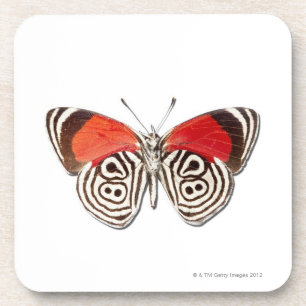 Diaethria clymena coaster