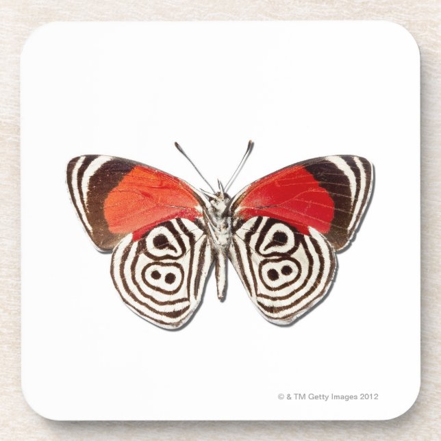Diaethria clymena coaster (Front)