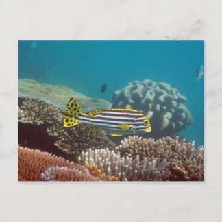 Diagonal Banded Sweetlip (Plectorhinchus lineatus) Postcard