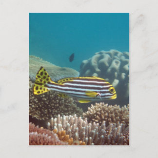 Diagonal Banded Sweetlip (Plectorhinchus lineatus) Postcard