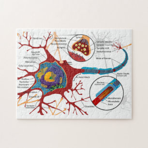 Diagram Complete Neuron Cell Nerve Nervous System  Jigsaw Puzzle