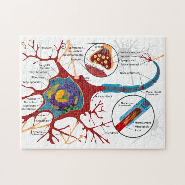 Diagram Complete Neuron Cell Nerve Nervous System  Jigsaw Puzzle (Horizontal)