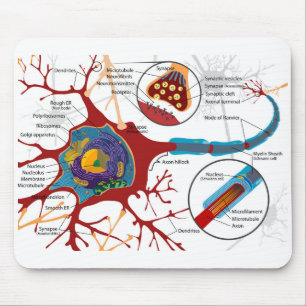 Diagram Complete Neuron Cell Nerve Nervous System  Mouse Pad