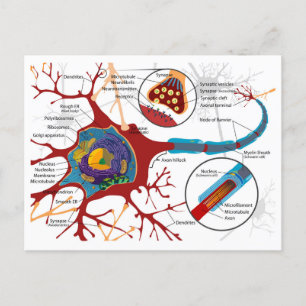 Diagram Complete Neuron Cell Nerve Nervous System Postcard