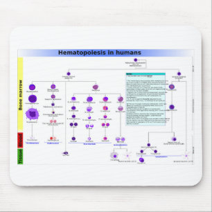 Diagram Haematopoiesis in Humans Stem Cells Mouse Pad