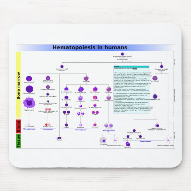 Diagram Haematopoiesis in Humans Stem Cells  Mouse Pad (Front)