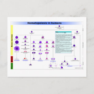 Diagram Haematopoiesis in Humans Stem Cells  Postcard