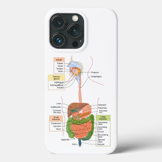 Diagram Human Gastrointestinal Digestive system  Case-Mate iPhone Case (Back)
