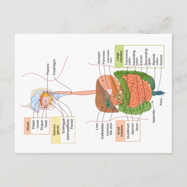 Diagram Human Gastrointestinal Digestive system  Postcard (Front)