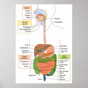 Diagram Human Gastrointestinal Digestive system Poster