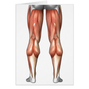 Diagram Illustrating Leg Muscle Groups