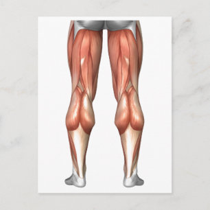 Diagram Illustrating Leg Muscle Groups Postcard