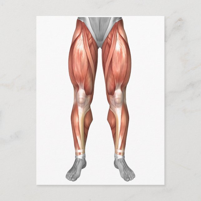 Diagram Illustrating Muscle Groups On Leg Front Postcard (Front)