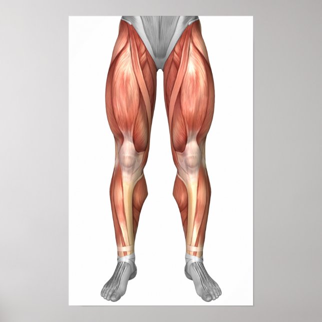 Diagram Illustrating Muscle Groups On Leg Front Poster (Front)